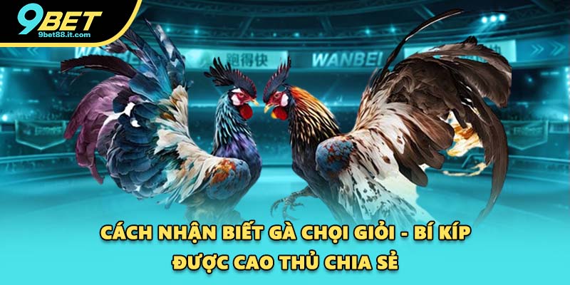 Cách Nhận Biết Gà Chọi Giỏi