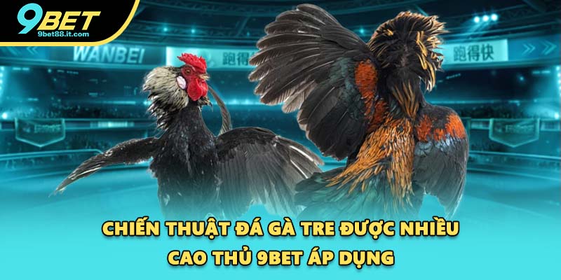 Chiến thuật đá gà tre được nhiều cao thủ 9BET áp dụng