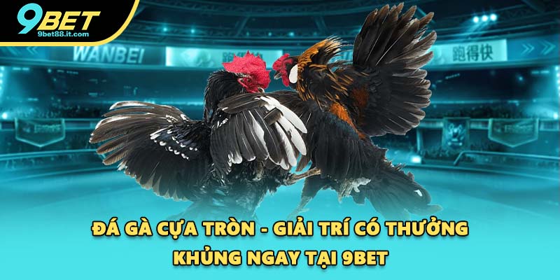 Đá Gà Cựa Tròn
