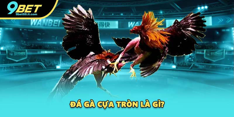 Đá gà cựa tròn là gì?