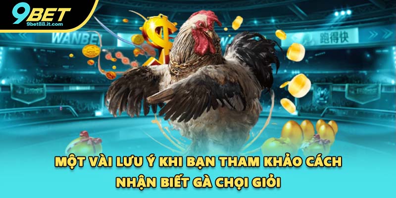 Một vài lưu ý khi bạn tham khảo cách nhận biết gà chọi giỏi